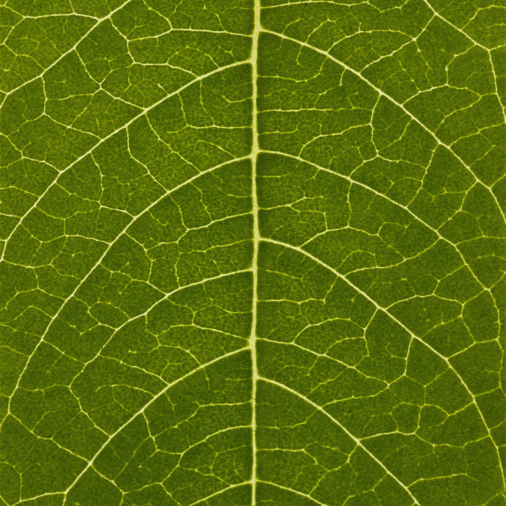 Close-up of a green leaf with detailed vein structure