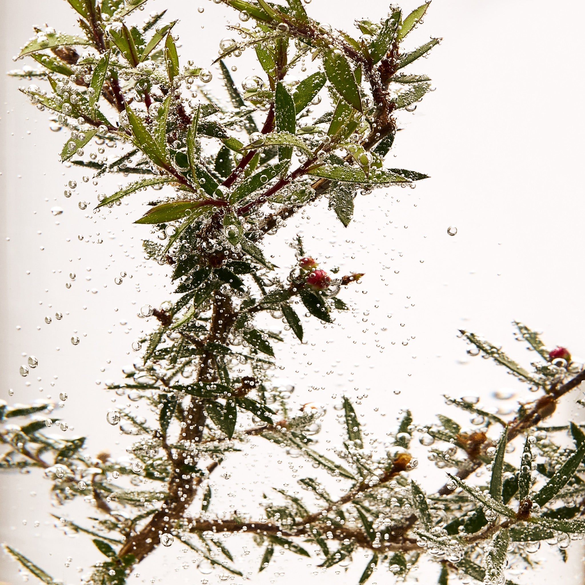 Close up of Tea Tree in water with bubbles