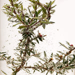 Close up of Tea Tree in water with bubbles