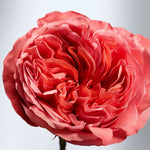 Close up image of a pink flowering rose